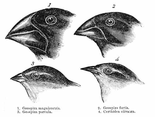 History of Darwinian Evolution - Neo-Darwiniam 4 Charles Darwin's Finches