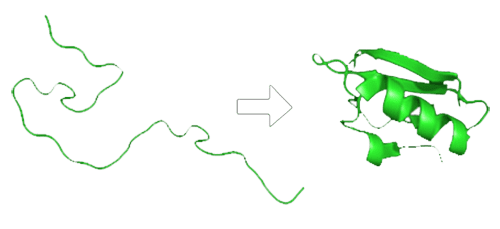 Biology - Protein Folding