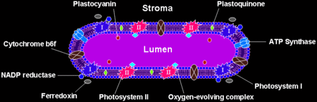 Biology - Thylakoid Disc with Embedded Proteins