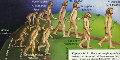 Evolution of Man – Ape to Human 2 Evolution of Man biology textbook