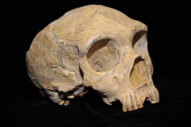 Evolution of Man – Ape to Human 7 Neanderthal Skull from Forbes Quarry min