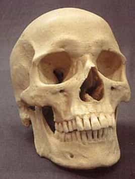 Evolution of Man – Ape to Human 4 Skull - Modern European