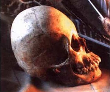 Evolution of Man – Ape to Human 5 Skull - Modern Native American