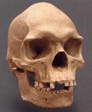 Evolution of Man – Ape to Human 6 Skull - Modern Aborigine