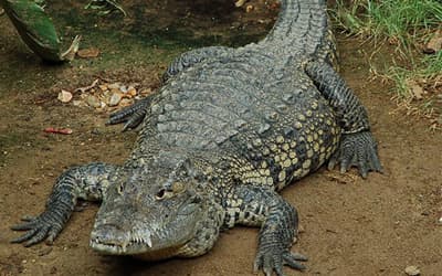 Crocodile