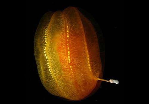 Ctenophore - Aulacoctena cydippid