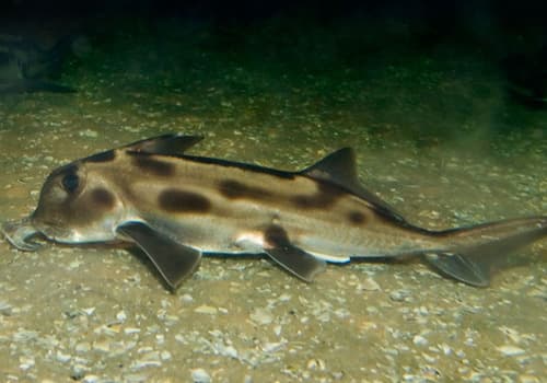 Elephant Shark