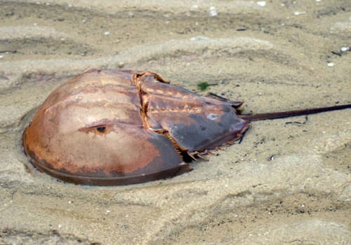 Horseshoe Crabs
