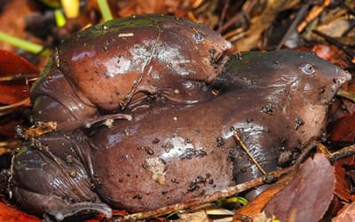 Purple Frogs