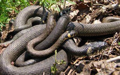 Snakes