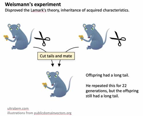 Weismann Experiment