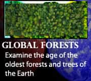 Global Forest Age - Evidence for Modern Forest Chronology 1 Global Forest Age – Evidence for Modern Forest Chronology
